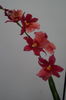 Orhidee Burrageara Isler Nelly Red 21