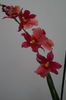 Orhidee Burrageara Isler Nelly Red 22