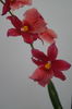 Orhidee Burrageara Isler Nelly Red 23