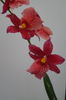 Orhidee Burrageara Isler Nelly Red 24