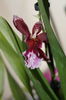 orhidee cambria 4