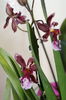 orhidee cambria 5