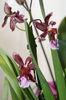 orhidee cambria 6