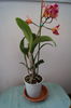 orhidee cattleya 1