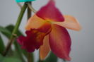 orhidee cattleya 7