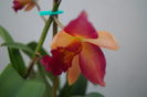 orhidee cattleya 8