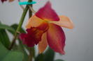 orhidee cattleya 10