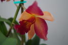 orhidee cattleya 10