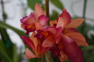 orhidee cattleya 11