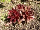 Sempervivum rosu