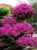 Bougainvillea Spectabilis Bonsai 2,5