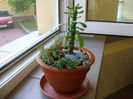 Monadenium ritchiei & Euphorbia bupleurifolia susannae