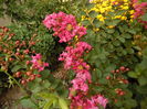 Largestroemia