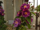 Rhapsody in Blue