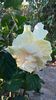 IMG-20160902-WA0003