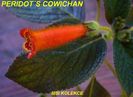 KOHLERIA_PERIDOTS_COWICHAN