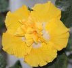 Hibiscus Harvest Moon