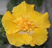 Hibiscus Harvest Moon