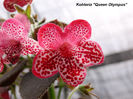 Kohleria_Queen_Olympus_Alfredo