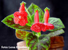 kohleria_strawberry_fields