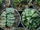 DSC00500