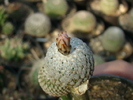 DSC00503