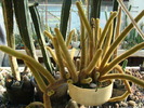 DSC00516