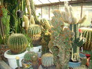 DSC00528