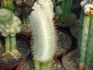 DSC00643