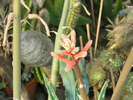 DSC00650