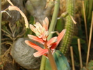 DSC00649