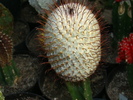 DSC00657