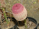 DSC00658