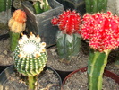 DSC00663