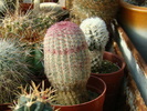 DSC00594