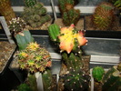 DSC01196