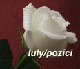 Iulypozici