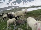 Frumuseti de oi alpine pe munte-9566