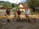 Frumuseti ovine-k7k