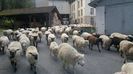 Pe drumuri rezistente oile
