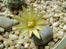 Turbinicarpus krainzianus v. minimus