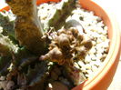 Caralluma europaea, boboci