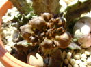 Caralluma europaea, boboci