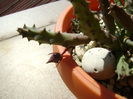 Huernia pendurata, boboc
