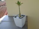 Adenium somalense