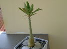 Adenium somalense