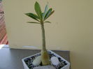 Adenium somalense