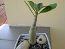 Adenium arabicum Tiny Ding-dong