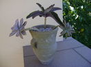 Graptopetalum paraguayense & Kalanchoe daigremontiana & Pachyphytum brevifolium