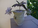 Graptopetalum paraguayense & Kalanchoe daigremontiana & Pachyphytum brevifolium